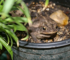 Toad eyes